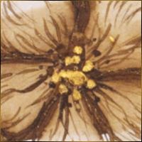 Alexis Design | Same Gender Weddings and Galligraphy