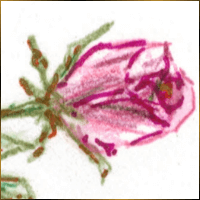 Alexis Design | Same Gender Weddings and Galligraphy