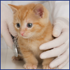 Petware House | Pet Care Information